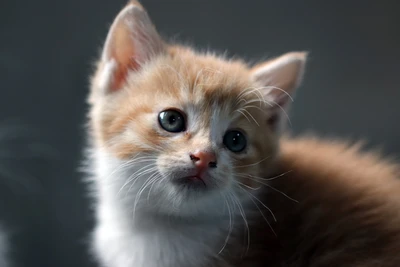 Adorable Ginger Kitten Portrait with Expressive Eyes