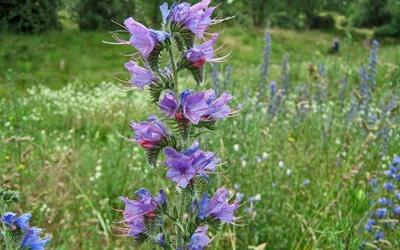 Lebendige lila Glockenblumen blühen zwischen üppigem Grün