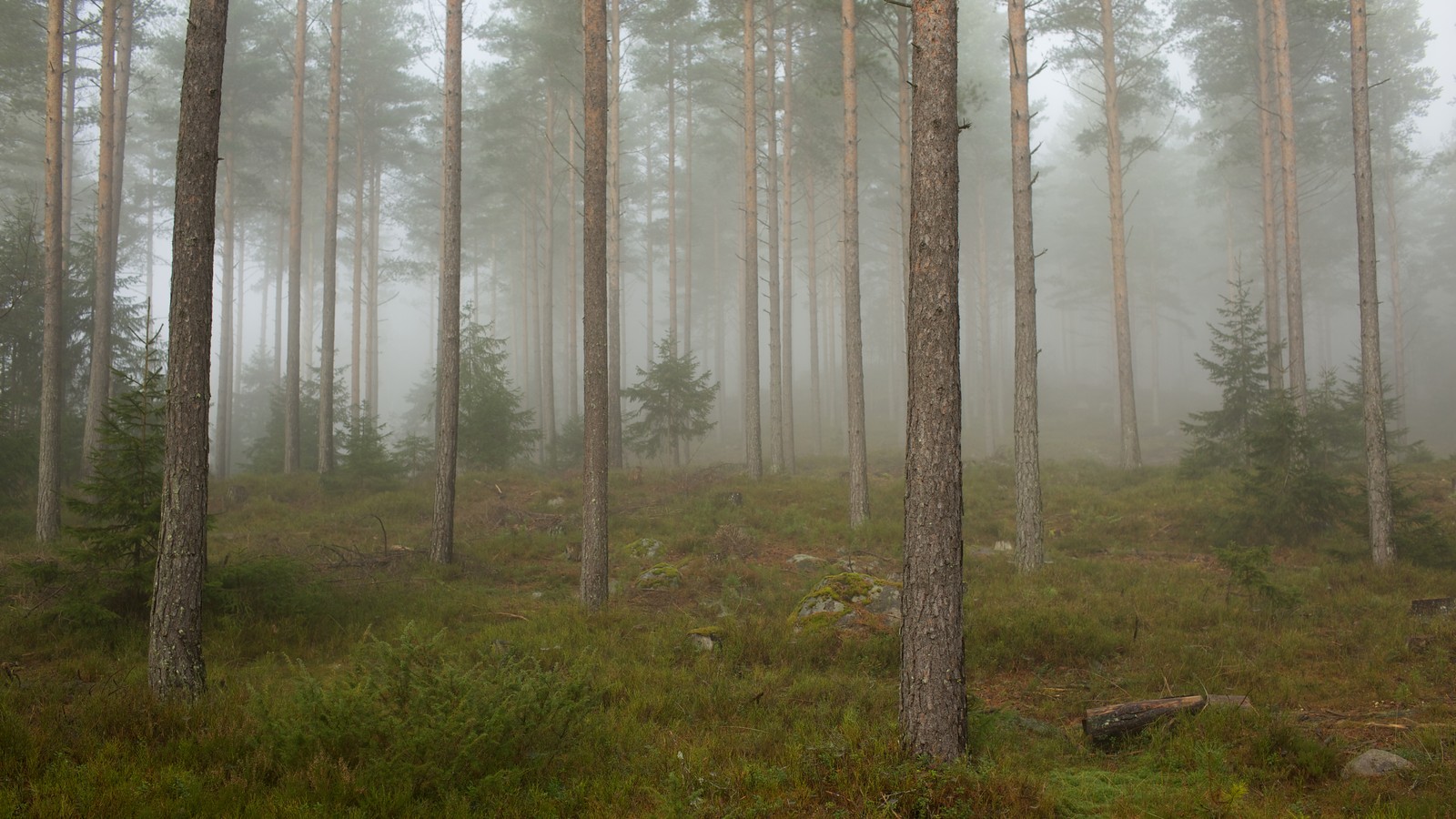 Arafed view of a forest with tall trees and fog (forest, tree, woodland, fog, cloud forest)