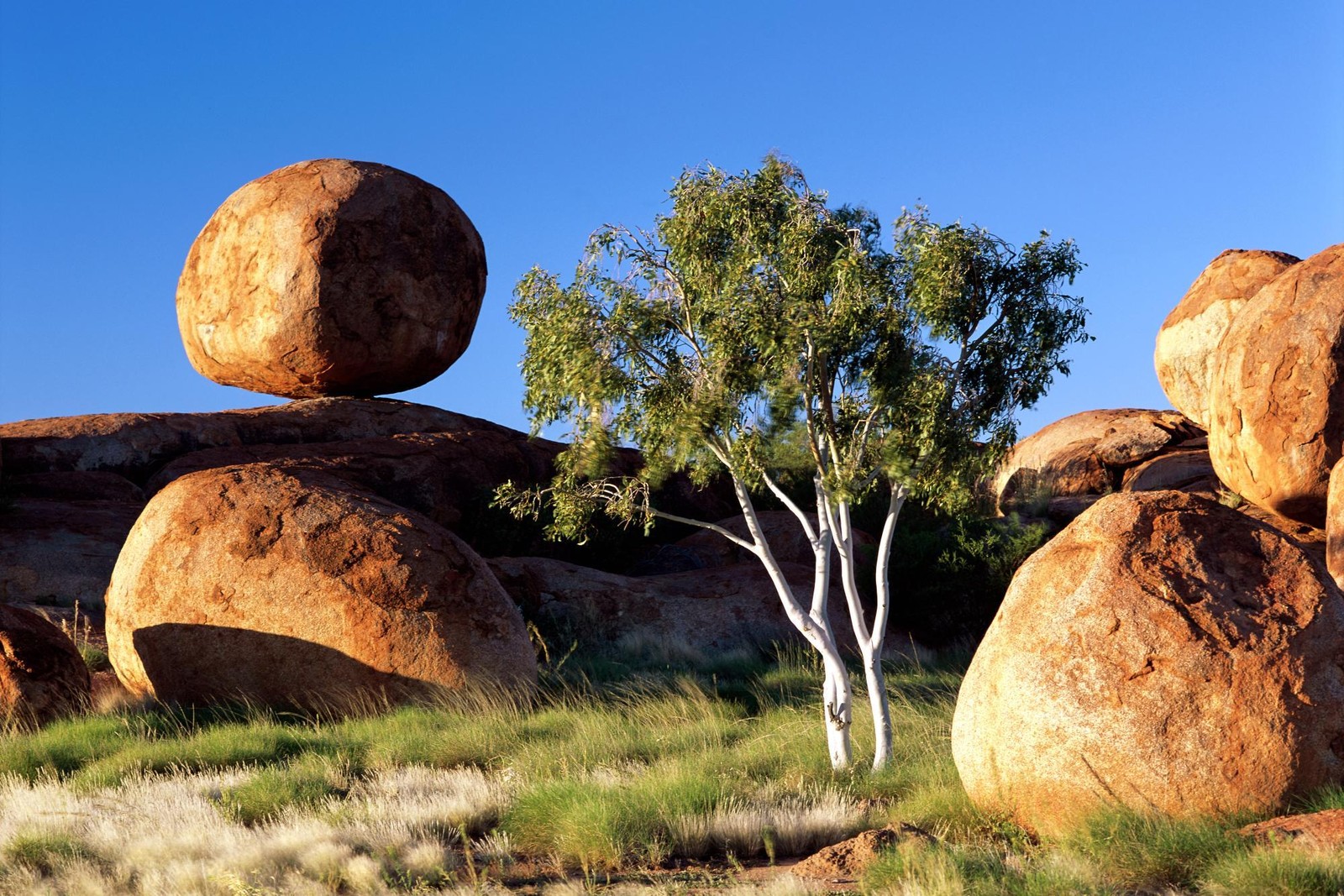 Arafed rock formation with a tree and a rock formation in the background (rock, nature, boulder, formation, biome)