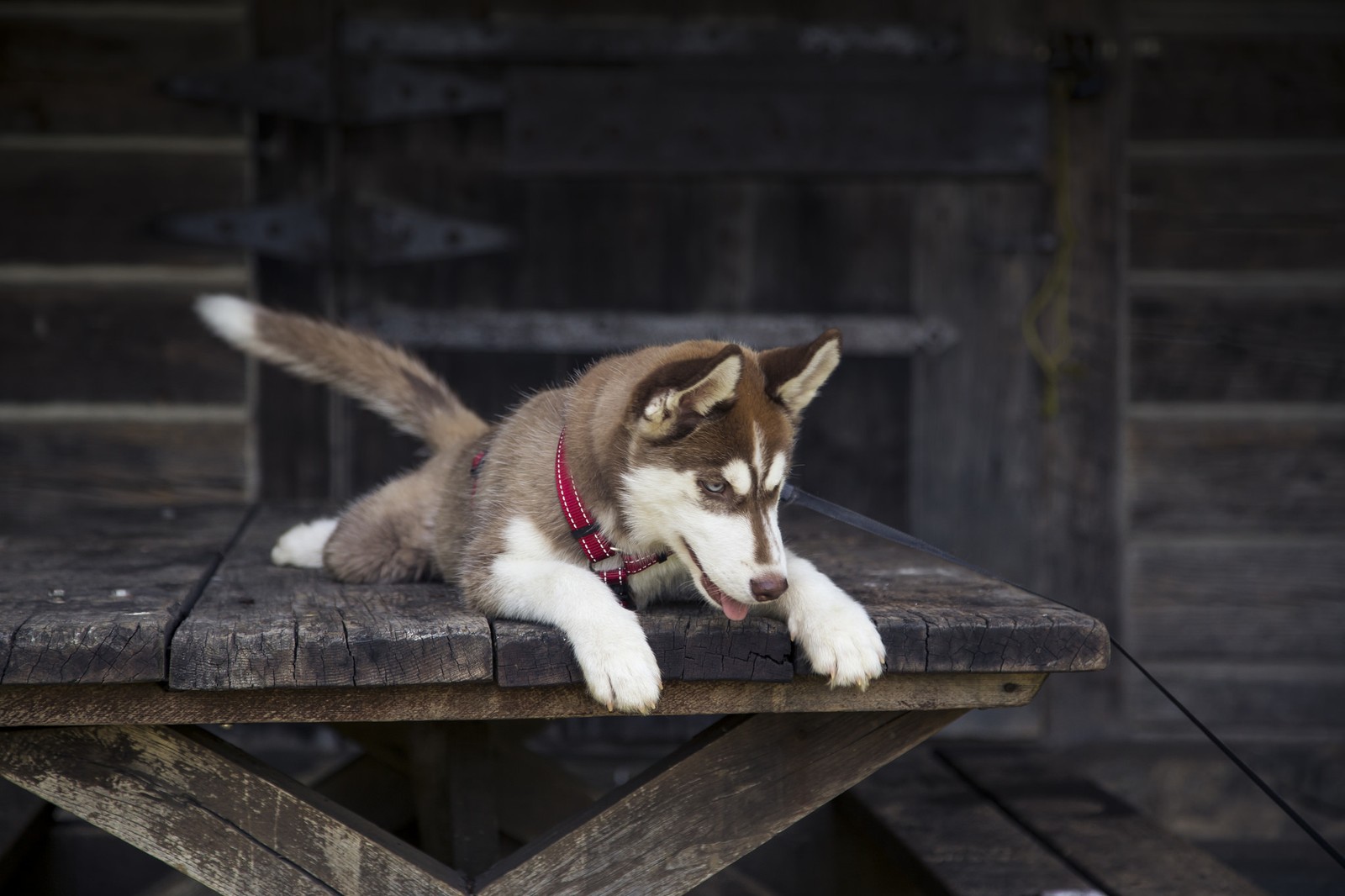 siberian husky, sakhalin husky, puppy, husky, sled dog wallpaper