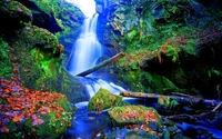 Cascada tranquila en medio de la exuberante vegetación del bosque