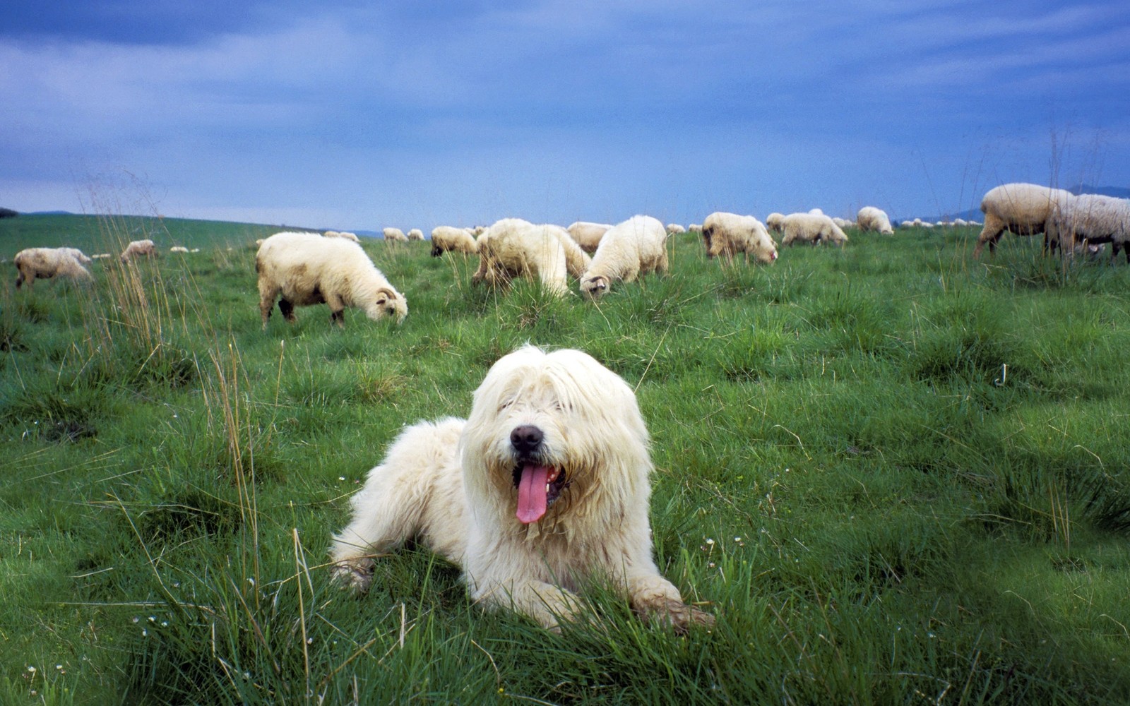 Há um cachorro deitado na grama (grande pirineus, filhote, raça de cachorro, old english sheepdog, animal)