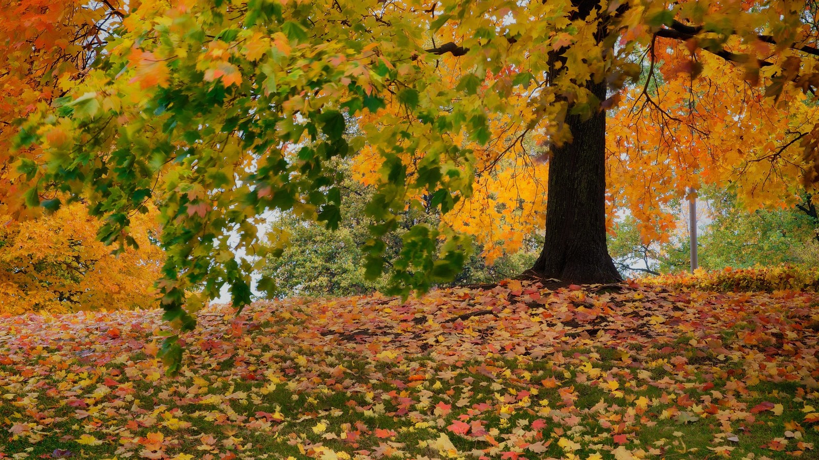 Un gros plan d'un arbre avec des feuilles sur le sol (arbre, feuille, automne, plante ligneuse, nature)