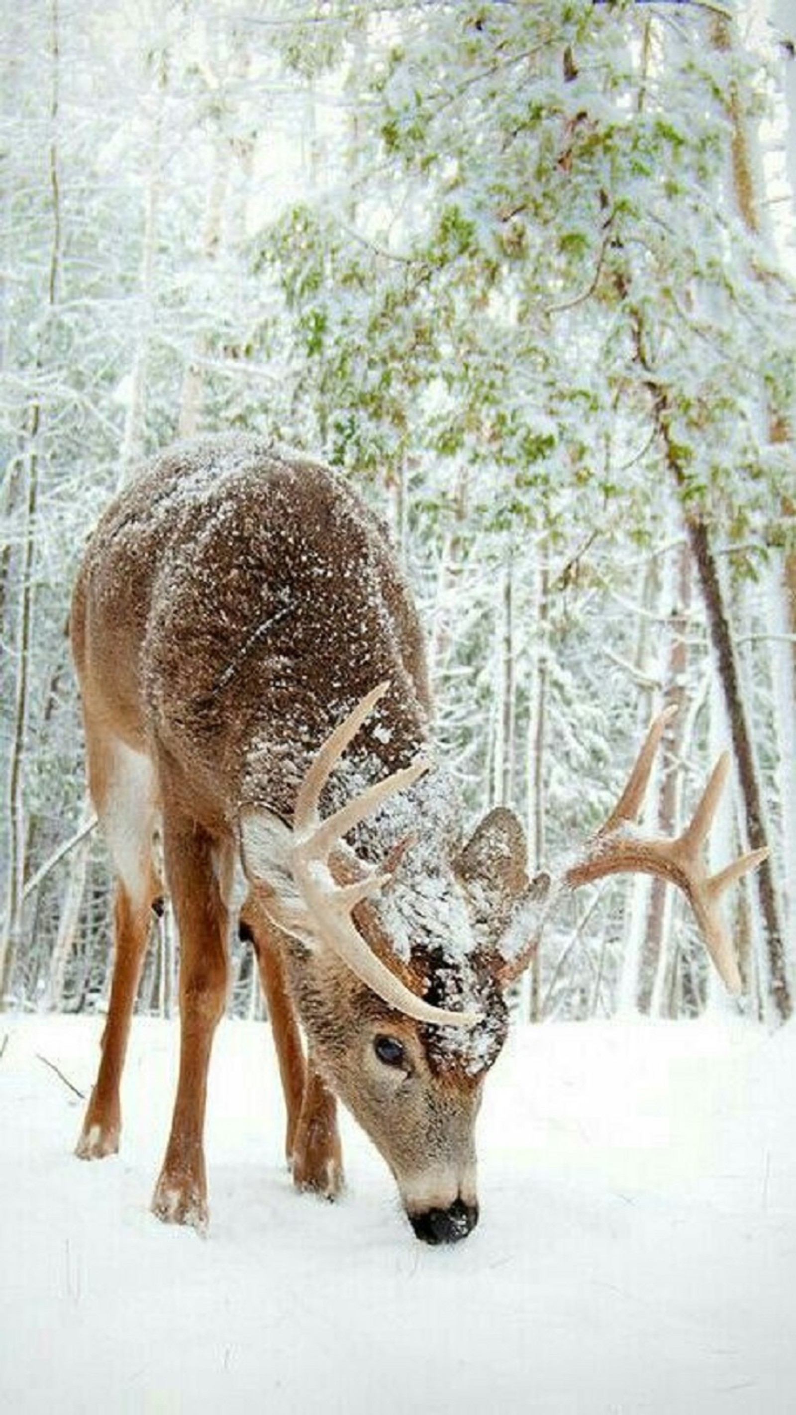 Hay un ciervo comiendo algo de comida en la nieve (ciervo, nieve, árboles, invierno)