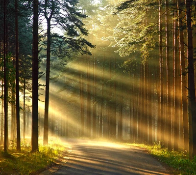 Sunlit Path Through a Majestic Forest