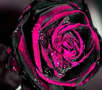 pink, rose wallpaper