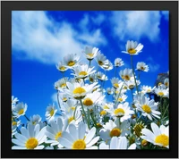 azul, nuvens, margaridas, flores, natureza