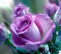 Elegant Pink Roses in Bloom