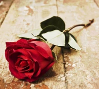 cute, feelings, love, rose wallpaper