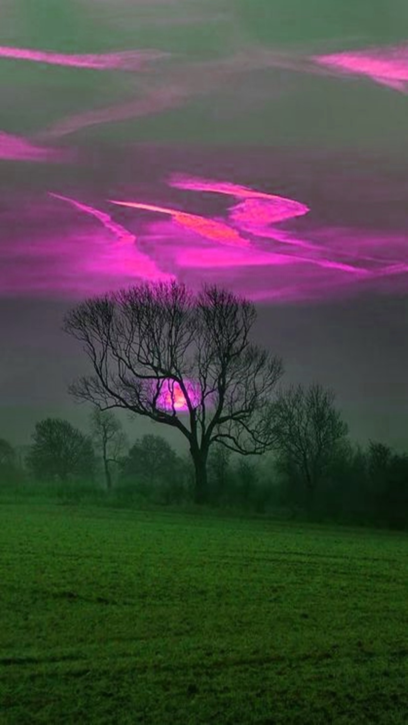 Un ciel violet avec un arbre au premier plan et un coucher de soleil rose en arrière-plan (paysage, violet)