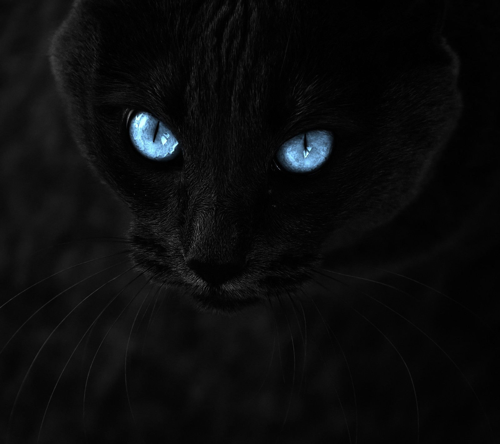 Un gato negro con ojos azules mirando a la cámara (animal, negro, ojos, pantera, salvaje)