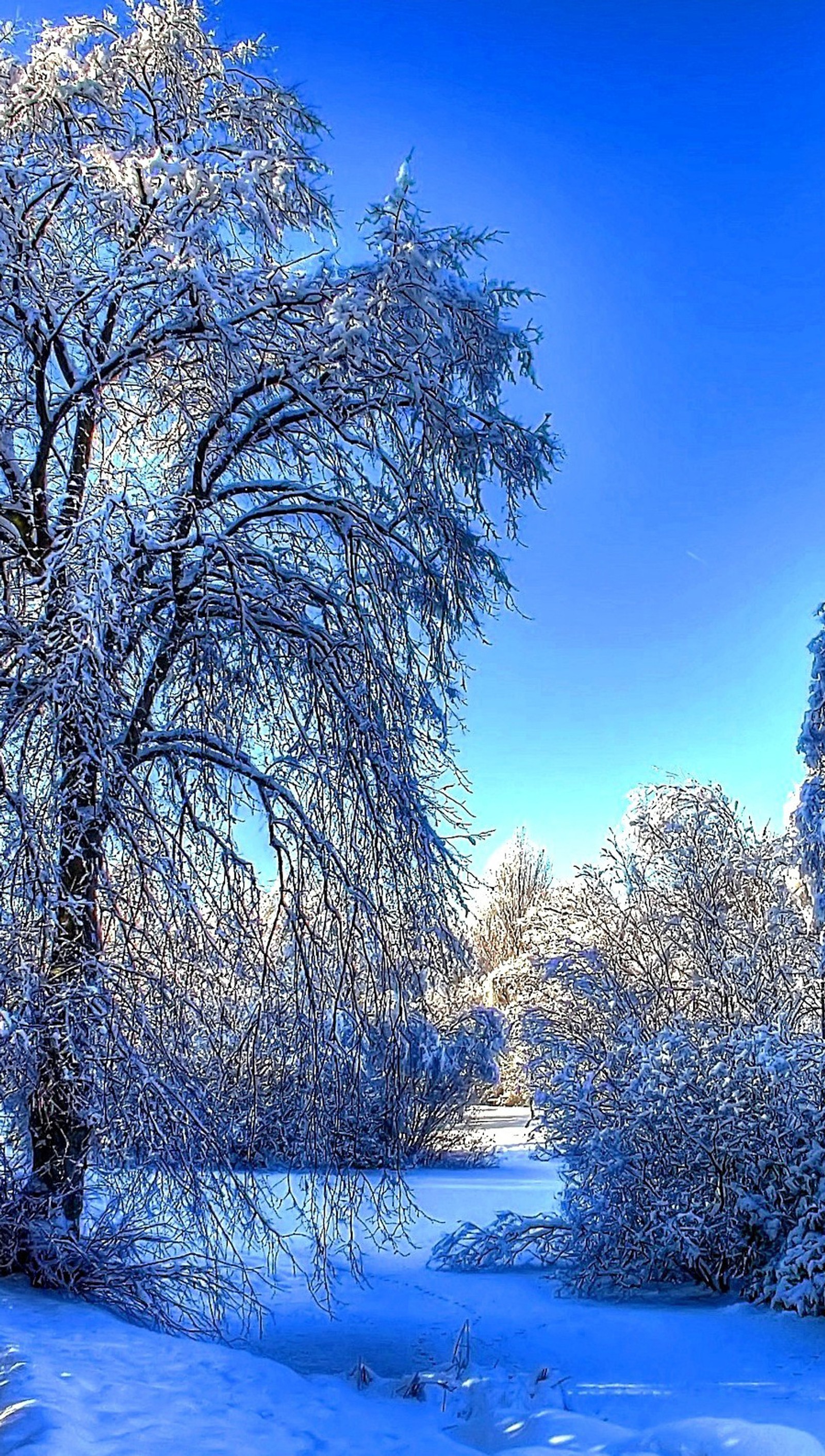 Árvores e arbustos cobertos de neve em um dia ensolarado (hd, inverno)