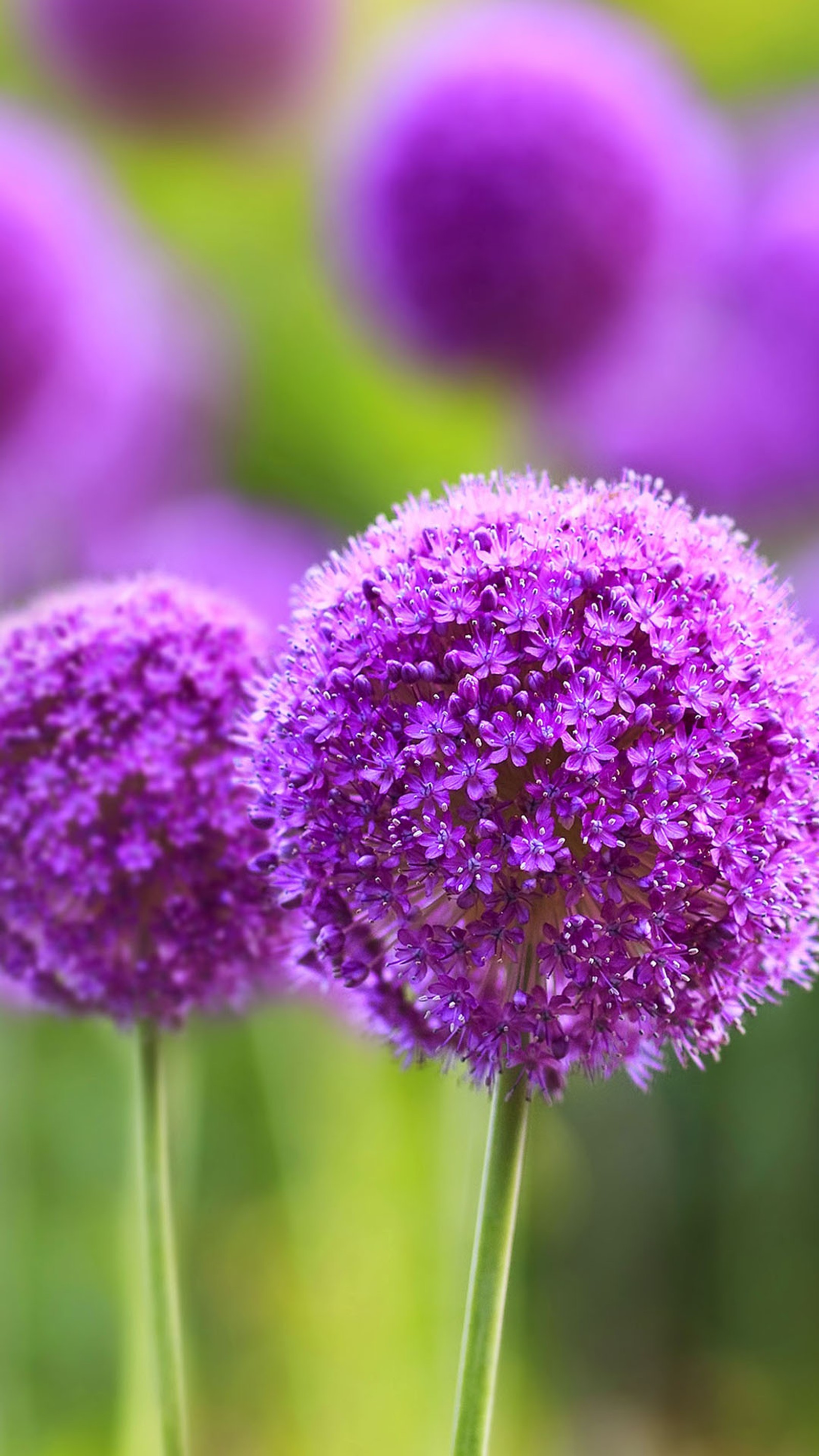 Flores moradas en un campo de hierba verde con flores moradas en el fondo (droide, oppo)