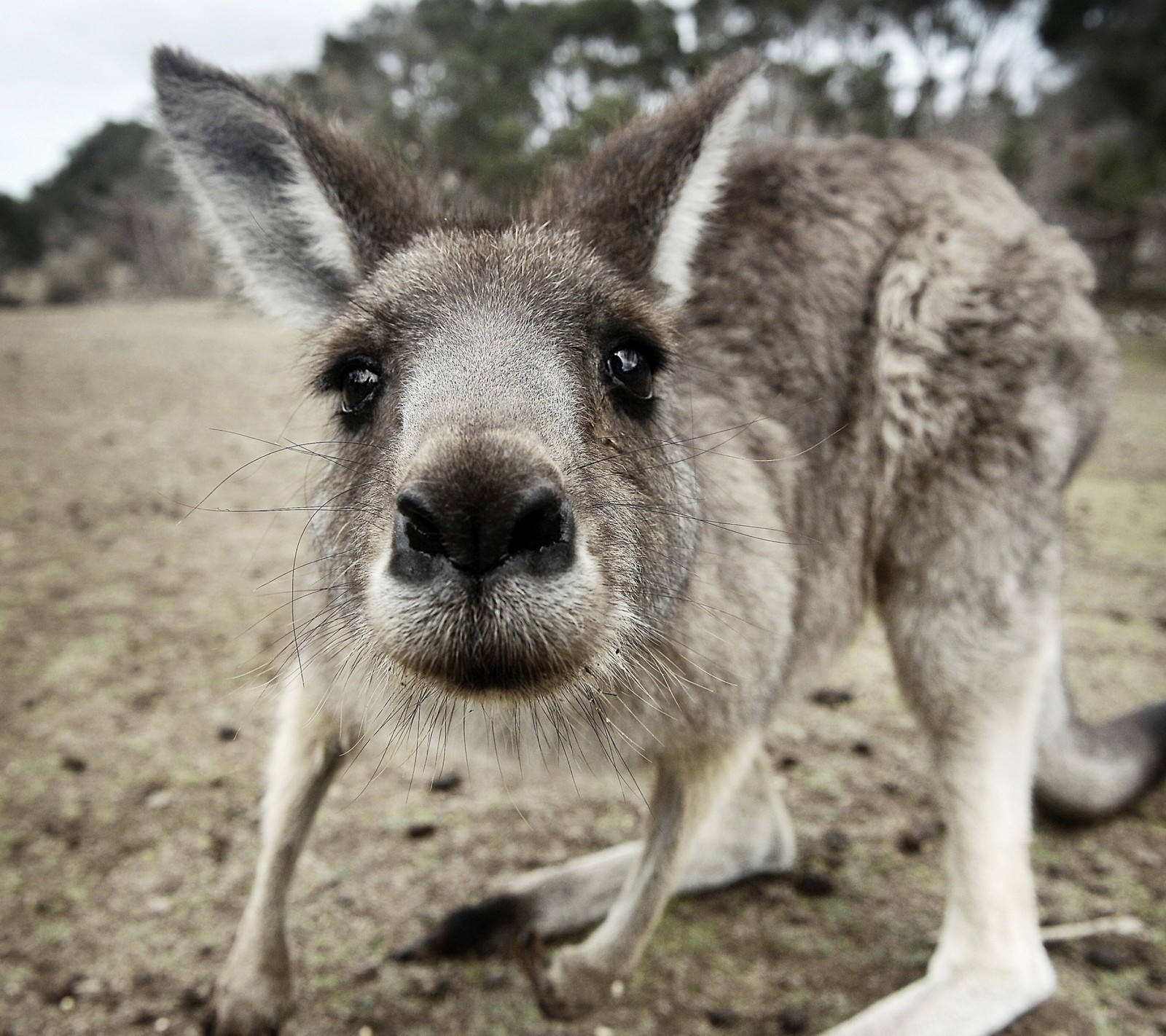 Il y a un kangourou qui se tient dans la terre (curieux, visage, kangourou, nez, suprise)