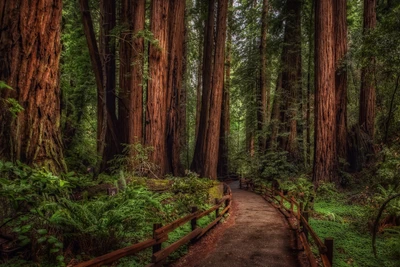 forest, path, road, tree