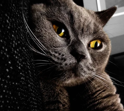 Adorable gray cat with striking yellow eyes resting comfortably.