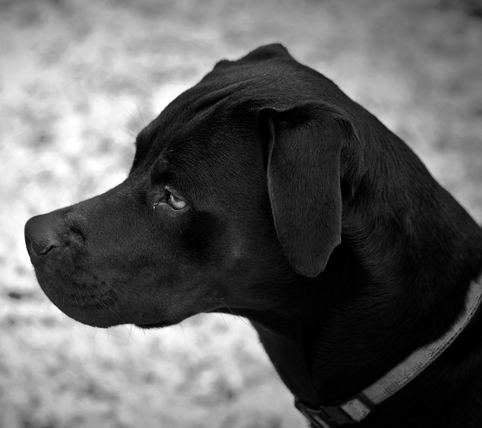 Arafed black dog with a collar looking up at something (black, dog)