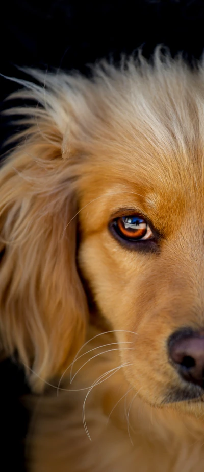 Close-up de um adorável filhote dourado com olhos marcantes