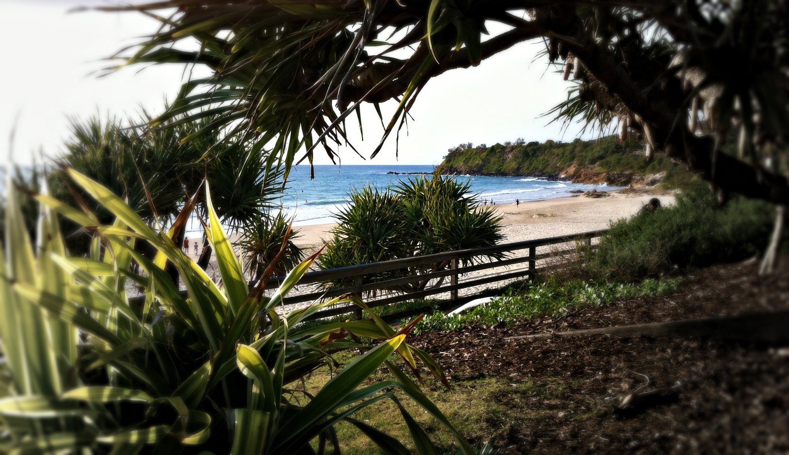 There is a bench that is sitting on the side of the beach (beach, sea, tree, palm tree, tropics)