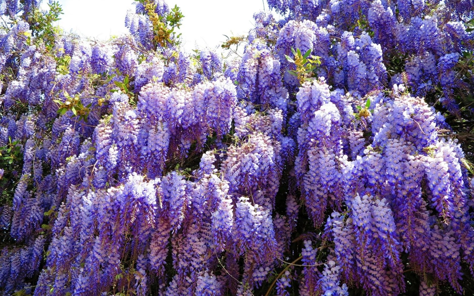 Descargar fondo de pantalla lavanda, planta, púrpura, lavanda inglesa, lupin