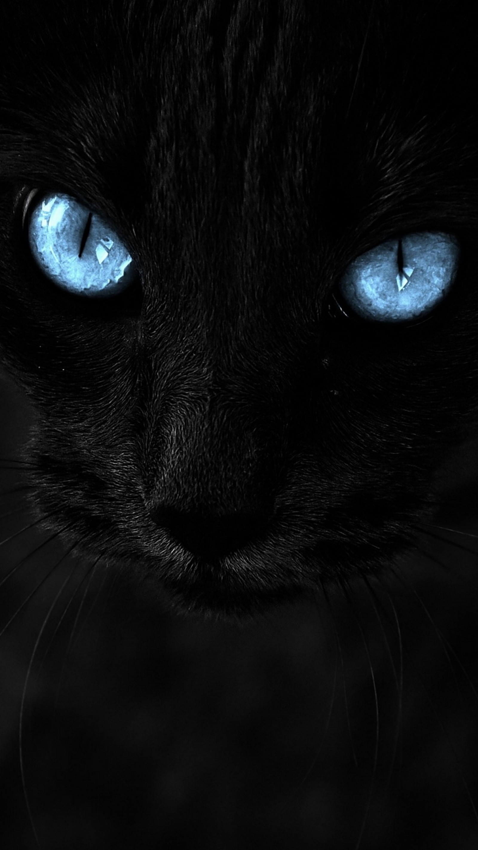 A close up of a black cat with blue eyes looking at the camera (black cat, siamese cat, cat, eye, felidae)