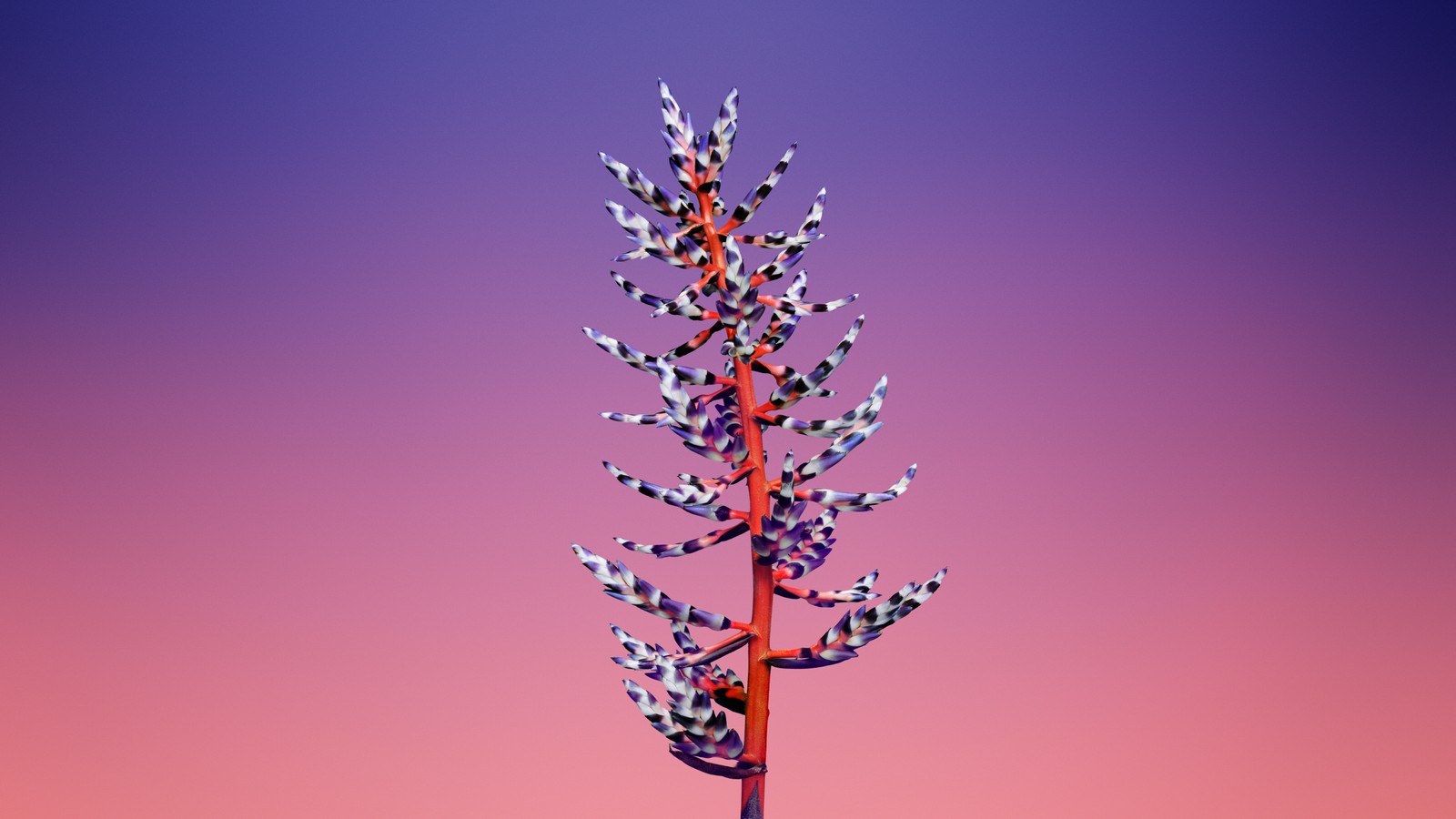 Il y a une grande plante avec beaucoup de fleurs (macos mojave, action, floral, fond dégradé, ios 11)