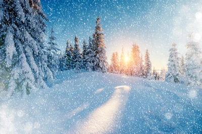 Wintersonne: Frostige Landschaft mit sonnenbeschienenen schneebedeckten Bäumen