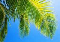 Feuilles de palmier tropicales contre un ciel bleu clair