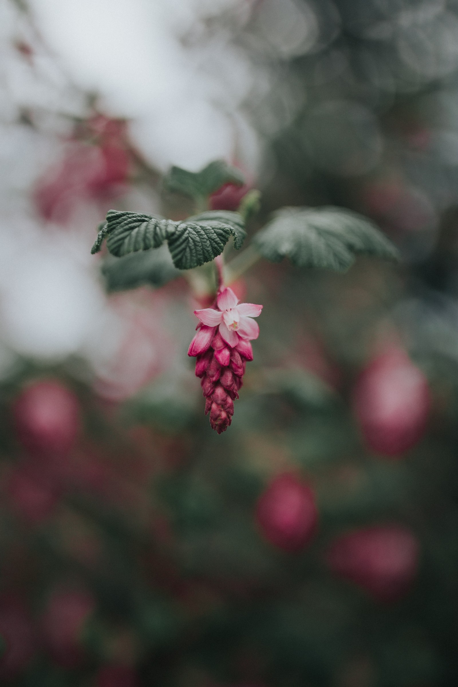 Hay una flor rosa que está creciendo en un árbol (flor, rosa, rojo, verde, hoja)