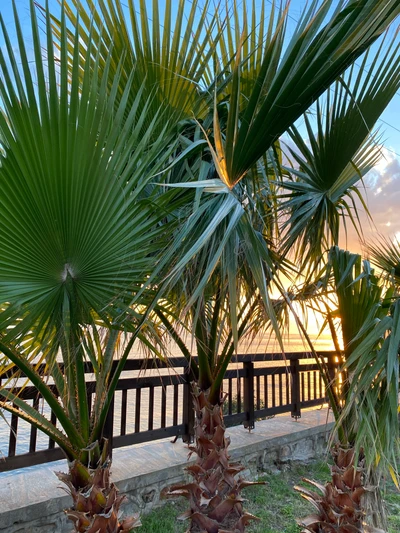 palmera datilera, planta, botánica, planta terrestre, árbol