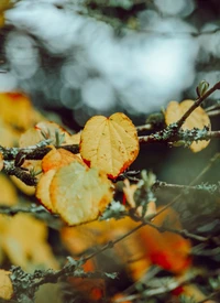 blatt, herbst, zweig, orange, pflanze