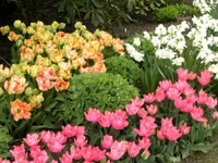 Jardín de flores vibrante de primavera con narcisos, tulipanes y caléndulas