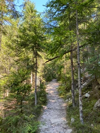 Serener Steinweg durch üppigen alten Wald