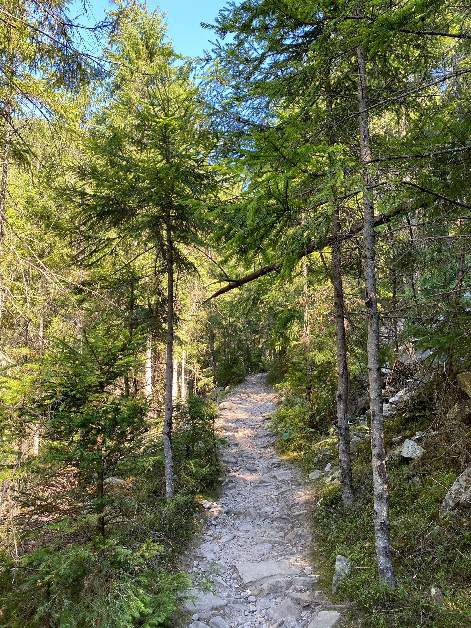 Há um caminho de terra na floresta com árvores de cada lado (caminho, natureza, ambiente natural, árvore, floresta)