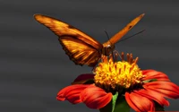 Orangefarbener Schmetterling bestäubt eine lebendige Blume