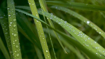 Hojas de hierba cubiertas de rocío brillando en un paisaje verde exuberante.