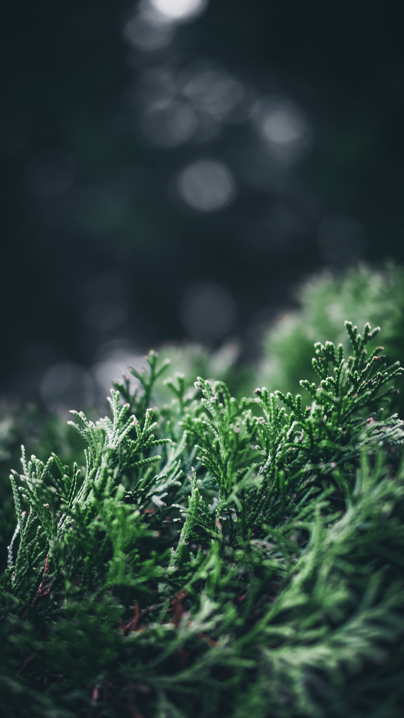 A close up of a green plant with a dark background (plants, green, nature, vegetation, water)