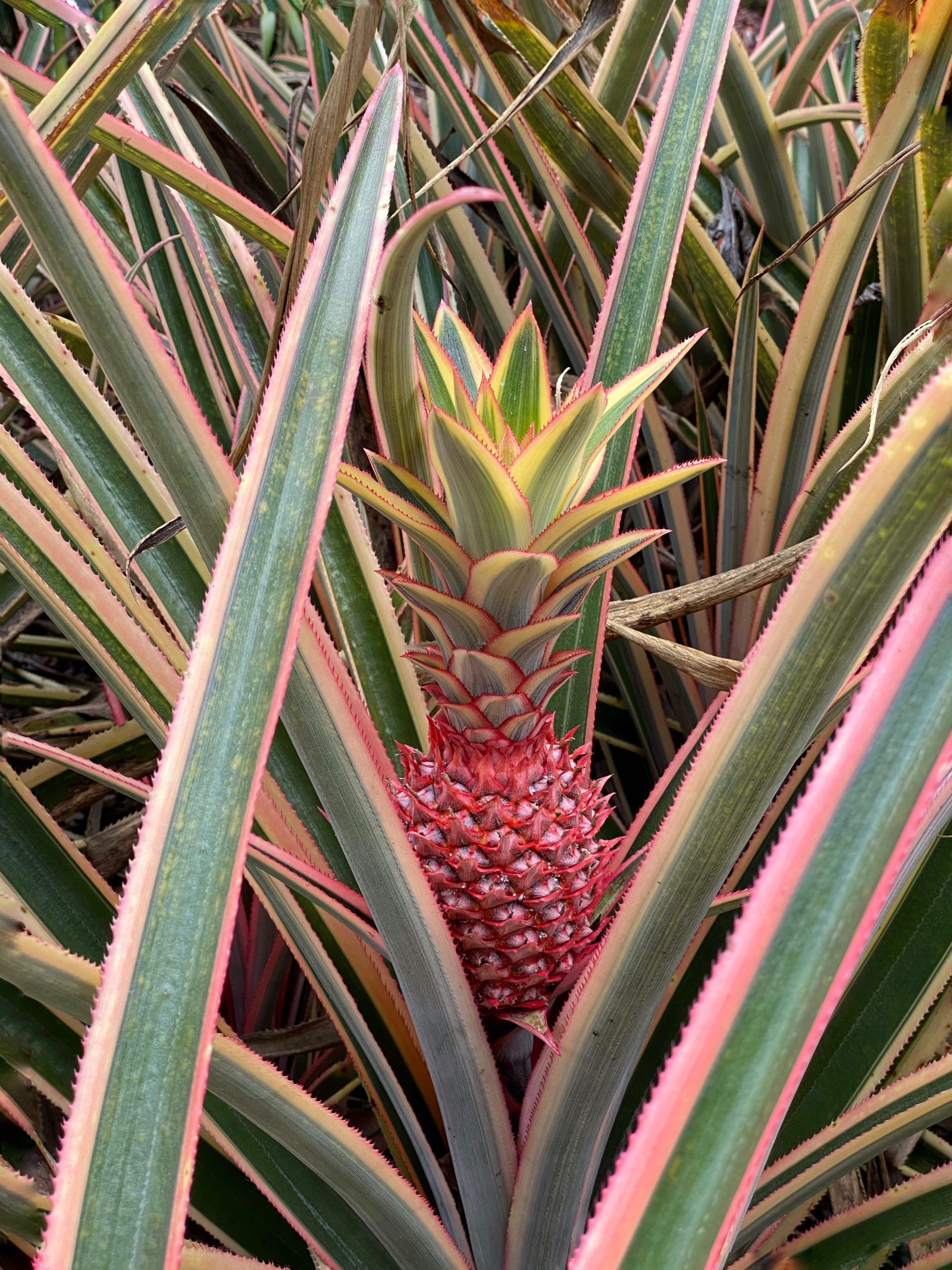 Eine ananas wächst auf einem feld mit grünen und rosa pflanzen (flora, pflanzenstängel, blatt, biologie, wissenschaft)