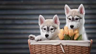 husky siberiano em miniatura, husky de sacalina, husky siberiano, filhote, husky