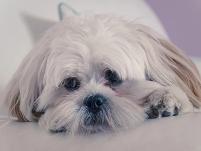 A close-up of a fluffy, white dog with expressive eyes, resting its head on a soft surface, showcasing its adorable features and gentle demeanor.