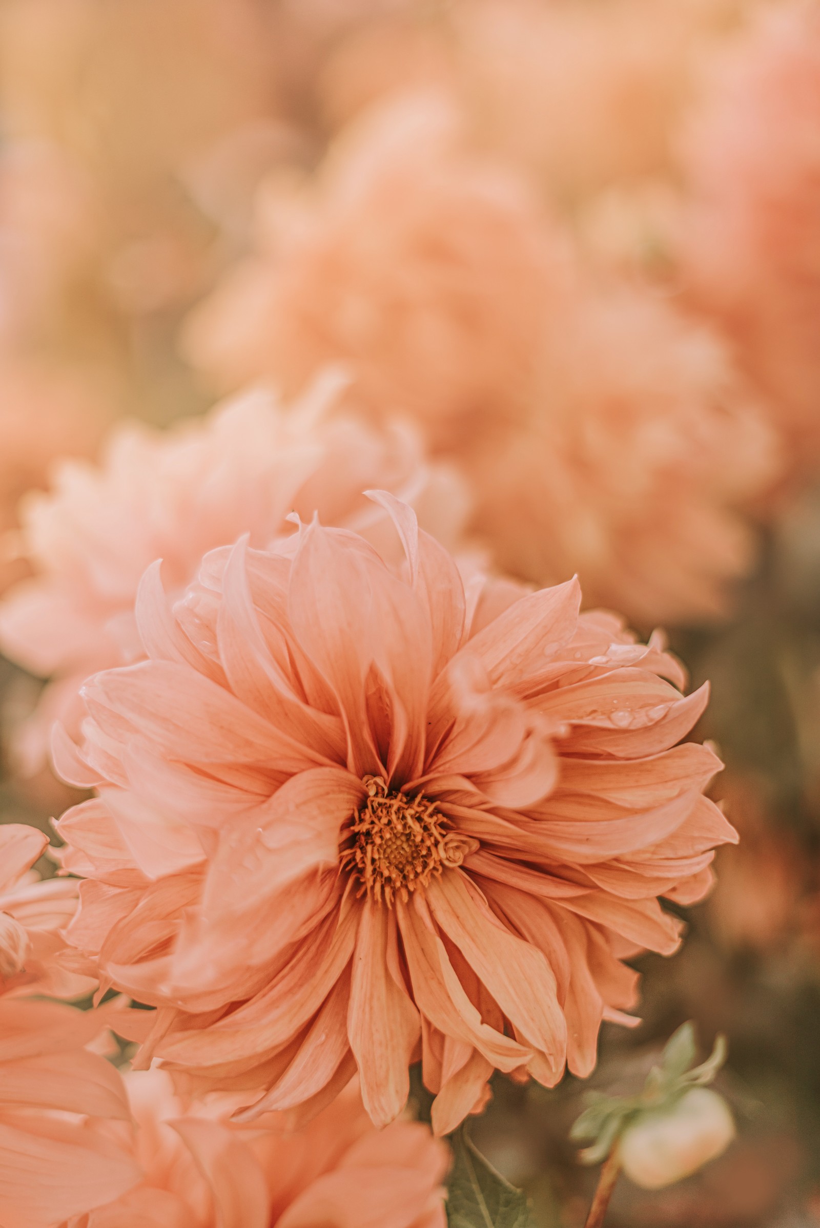 chrysanthemum, flower, petal, pink, plant Download Wallpaper