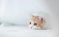 Curious Kitten Peeking from Under White Fabrics