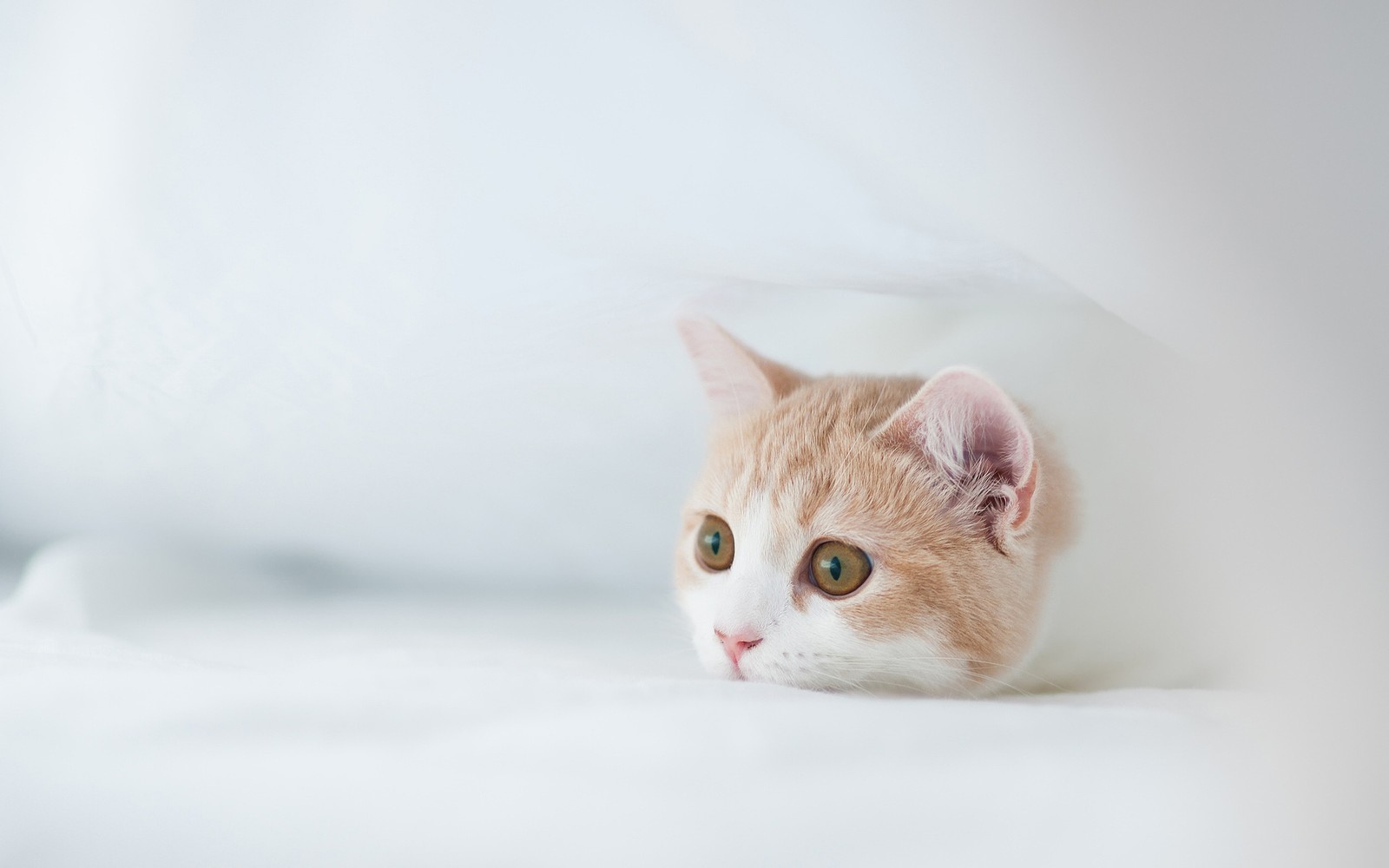 Hay un gato que está durmiendo en una cama (gatito, ternura)