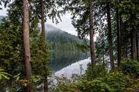 nature, forêt, eau, plante, ressources en eau