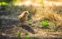 Curious Chick Exploring Sunlit Grasslands