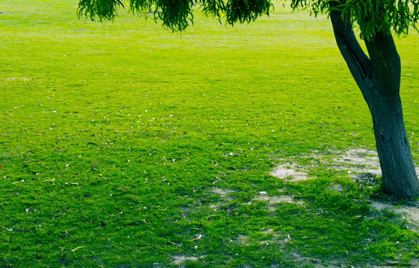 green, lawn, grass, tree, vegetation wallpaper