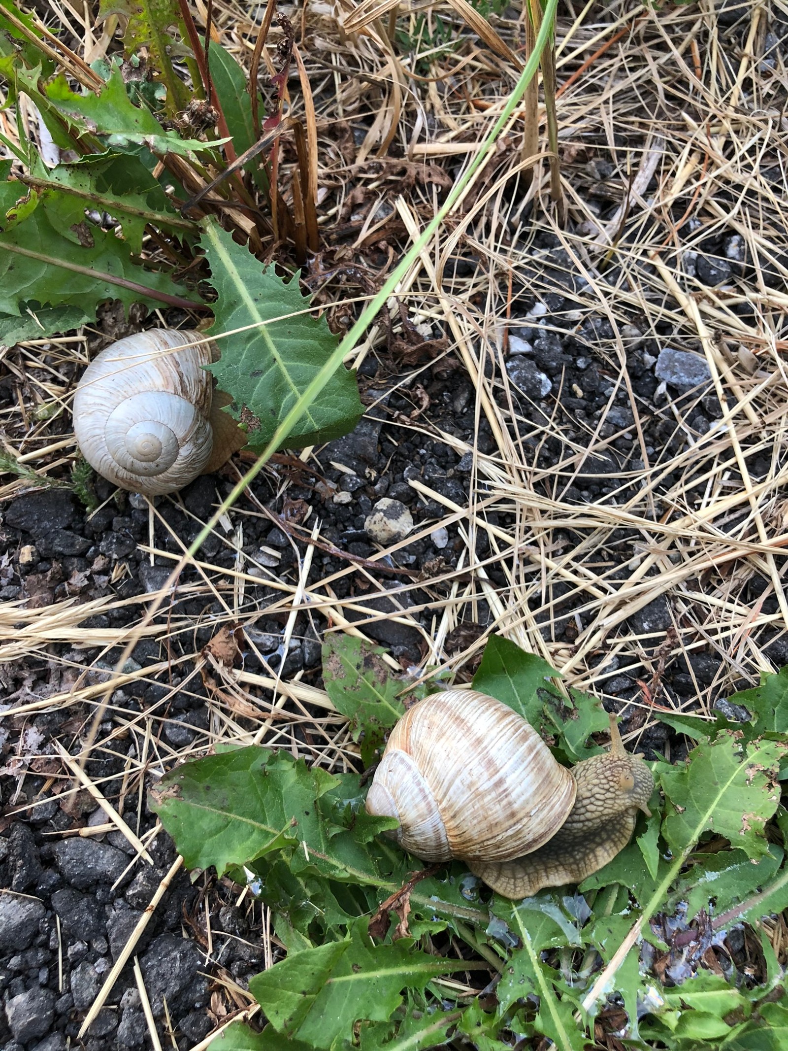 Hay dos caracoles que están sentados en el suelo (caracol, caracoles, animal terrestre, biología, ciencia)