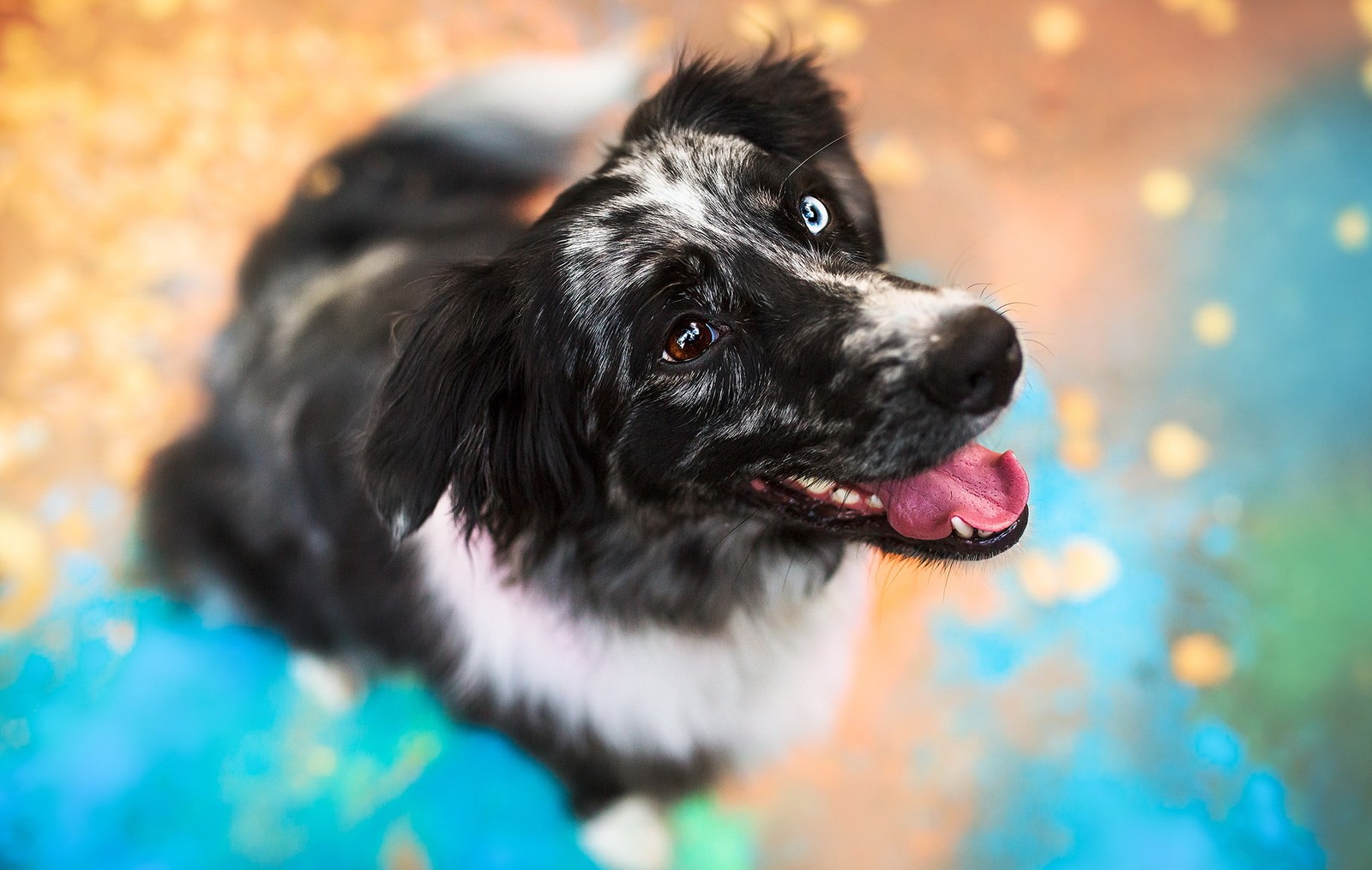 Hay un perro blanco y negro con un fondo azul y amarillo (stabyhoun, raza de perro, terranova, newfoundland, cachorro)