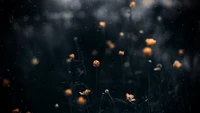 video, water, film, leaf, atmosphere wallpaper